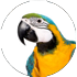 Bird listing