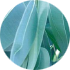 Eucalyptus leaves gold