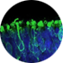 Photoreceptor cells