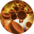 Hematopoietic stem cell