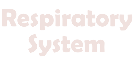 Skeletal systemfinal
