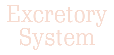 Urinary excretory systemfinal
